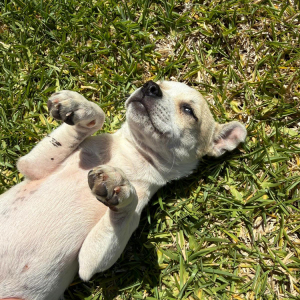 Daisy