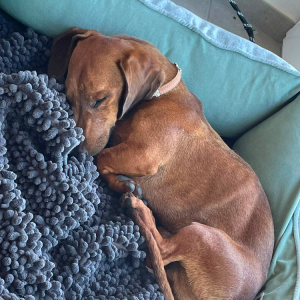 Peanut