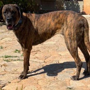 Ares