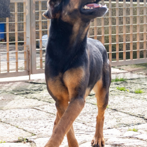 Patita