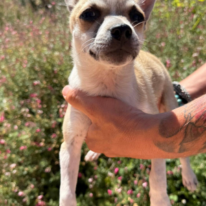 Chico
