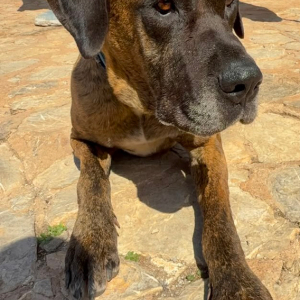 Ares