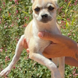 Chico