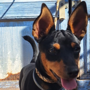 Pedro