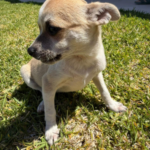 Chico