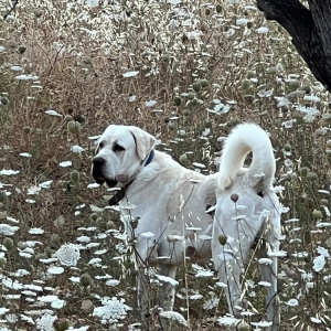 Bamse