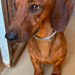 Peanut