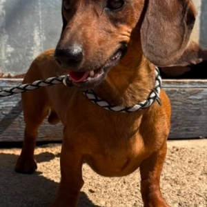 Peanut