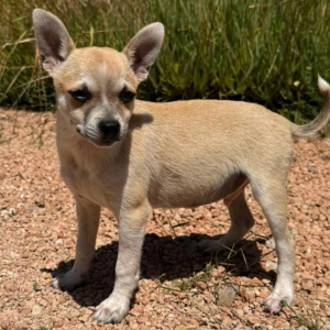 Chico