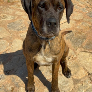 Ares