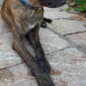 Ares