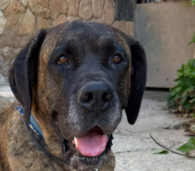 Ares