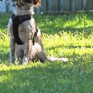 Benito
