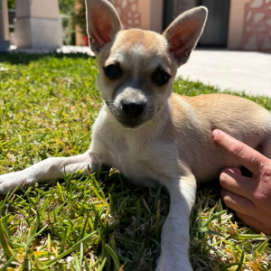 Chico