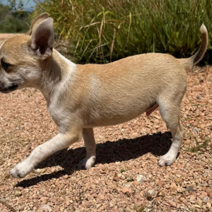 Chico