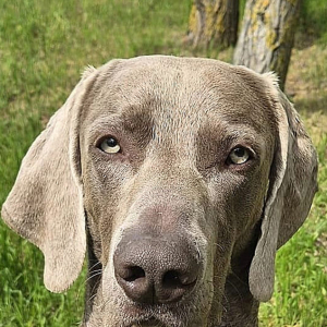 Milow