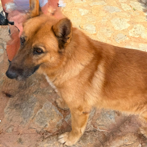 Xisco