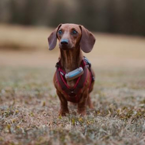 Peanut