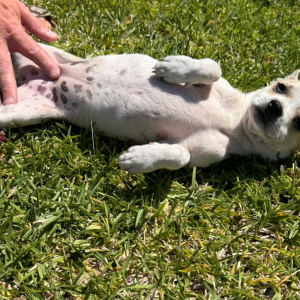 Daisy