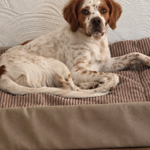 Jordi