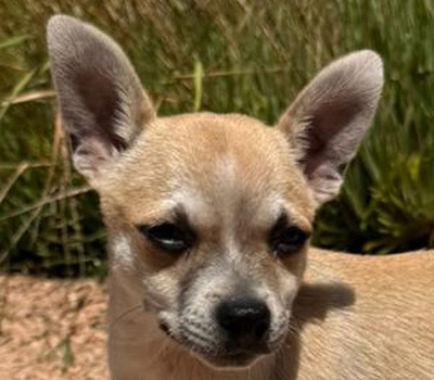 Chico