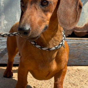 Peanut