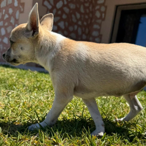 Chico