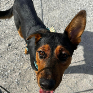 Calita