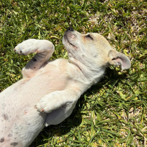 Daisy