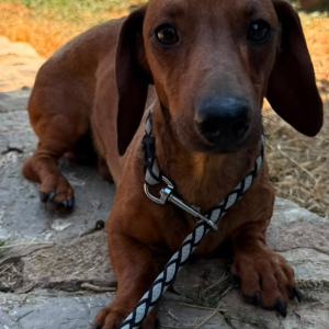 Peanut