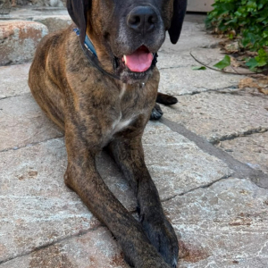 Ares