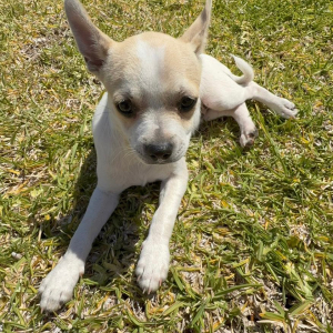 Daisy