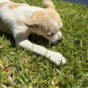 Daisy