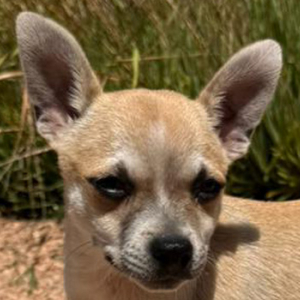 Chico
