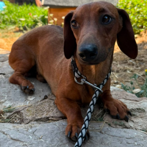 Peanut