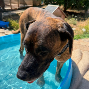 Ares