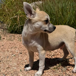 Chico