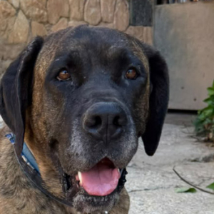 Ares
