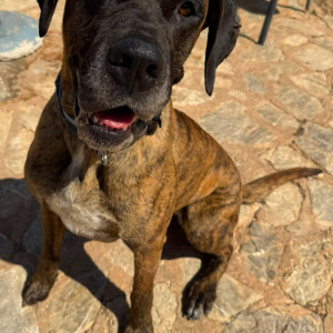 Ares
