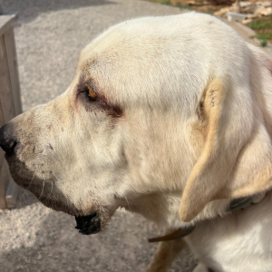 Bamse