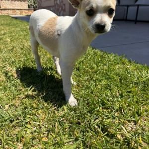 Daisy