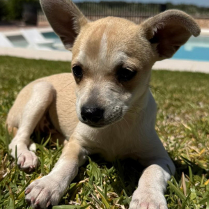 Luna