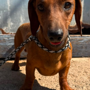 Peanut