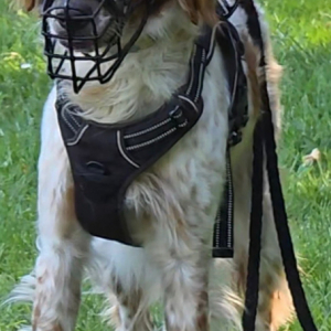 Benito