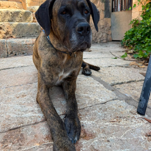 Ares